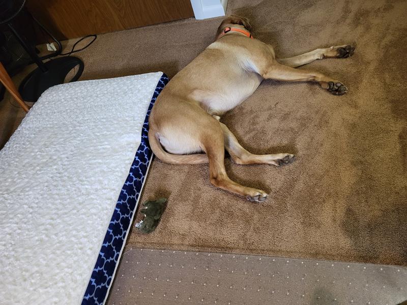 BRINDLE Waterproof Orthopedic Pillow Cat & Dog Bed with Removable Cover, Charcoal Velour, Small