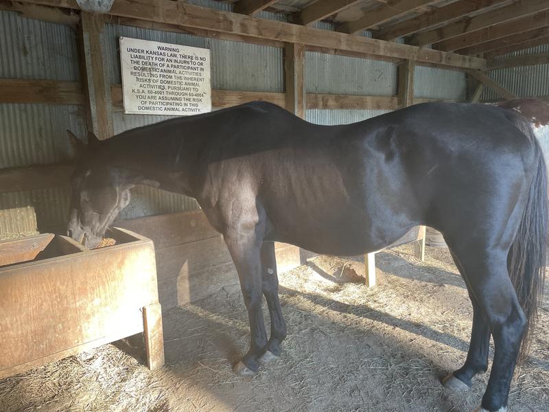 25 year old retired barrel racer enjoying Pro Force Senior Feed