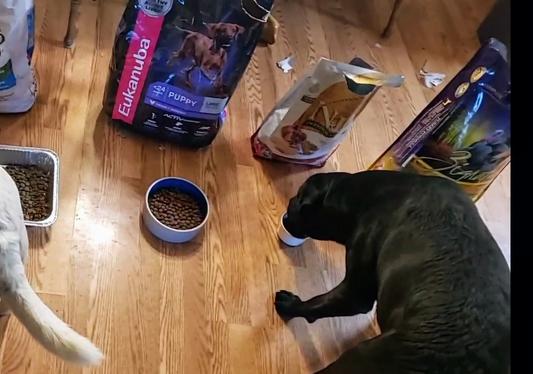Picky eater tasting  Farmina Chicken & Pomegranate