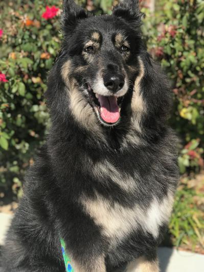 My collie shepherd mix, Beulah