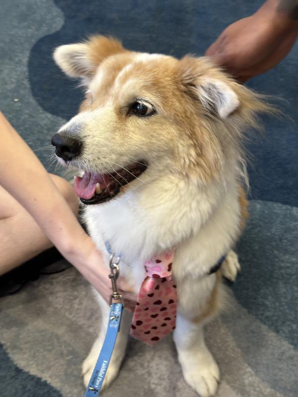 Jax at a pet therapy visit