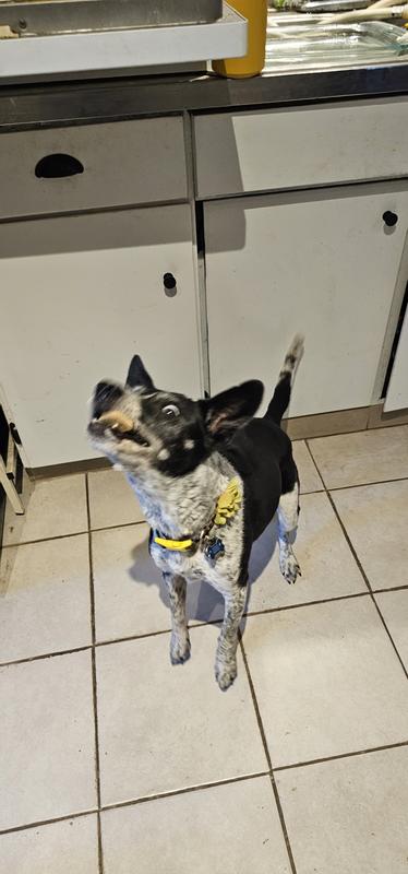 This is actually the first time she caught something in a long time and I was very proud to capture it