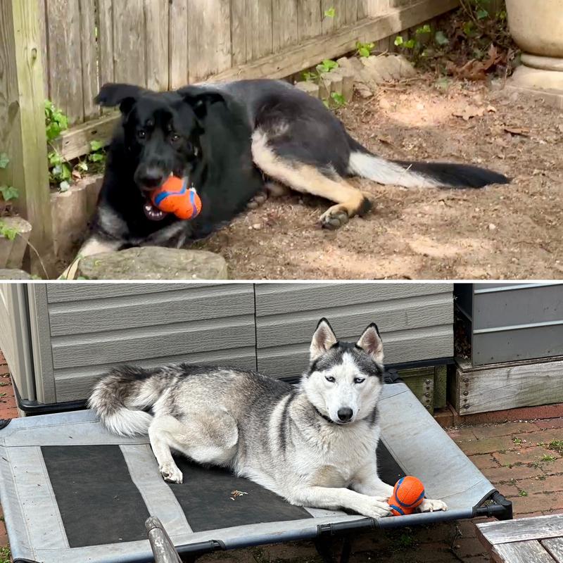 GSD and Husky approved!