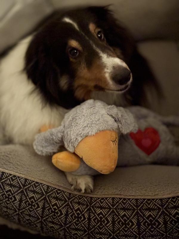 Rocco ready to sleep