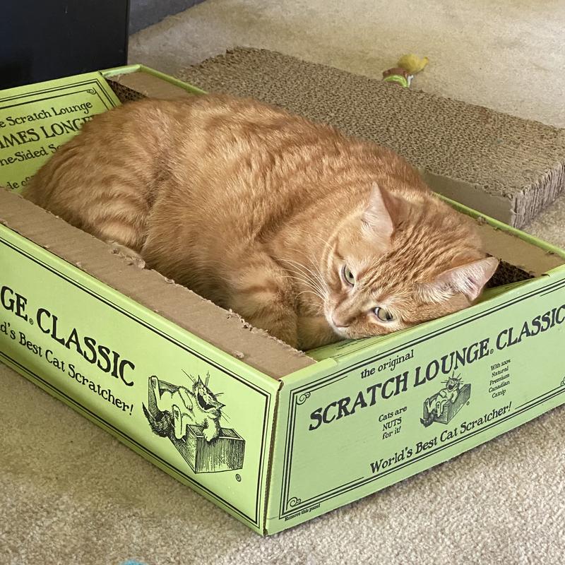 SCRATCH LOUNGE The Original Scratch Lounge Cat Toy with Catnip Chewy