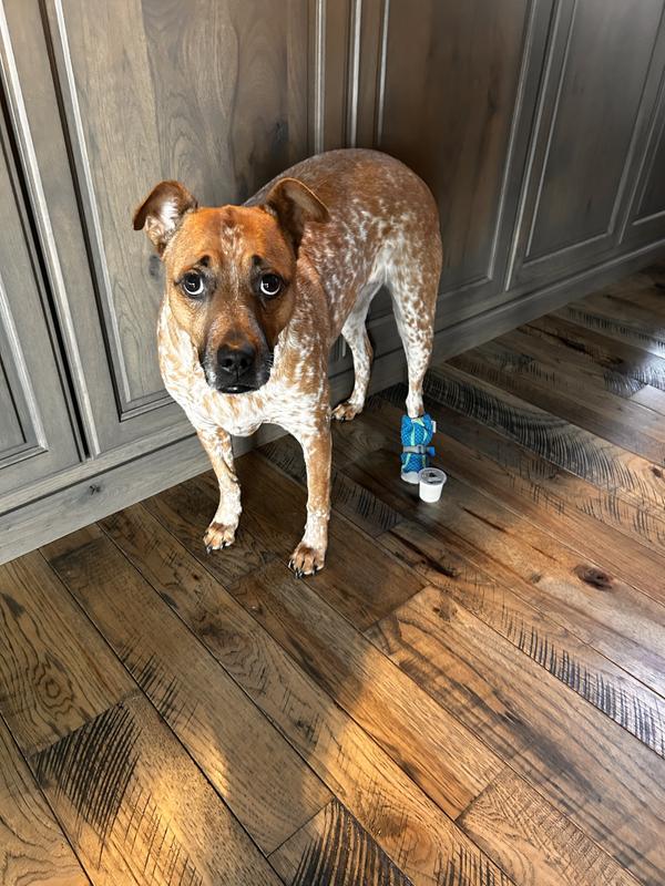Don’t let her look fool you, she actually likes wearing them in the house because it gives her grip.