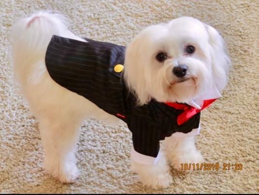 Maserati begs for treats in his Tux