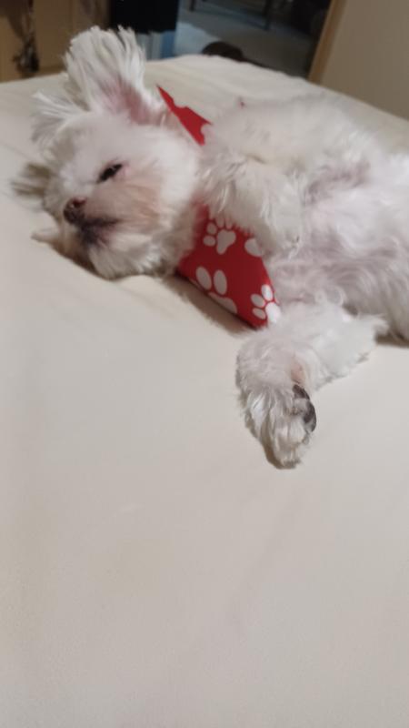 Now he will rest and go to sleep 😴 with a minty breath