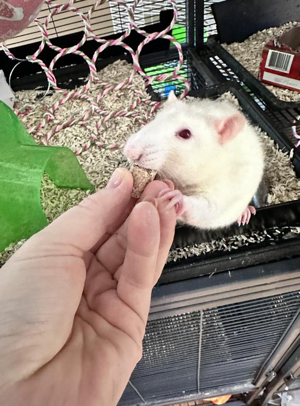 FIELD+FOREST BY KAYTEE Rat Food, 2lb bag