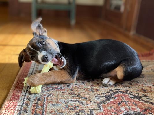 Coraline likes her new chew toy