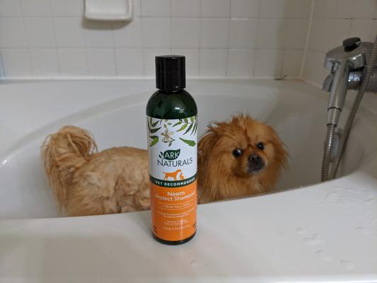 ARK NATURALS Neem Protect Dog & Cat Shampoo, 8-fl oz bottle - Chewy.com