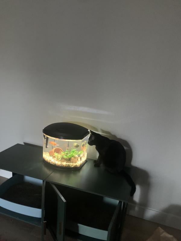 coco watching her fish