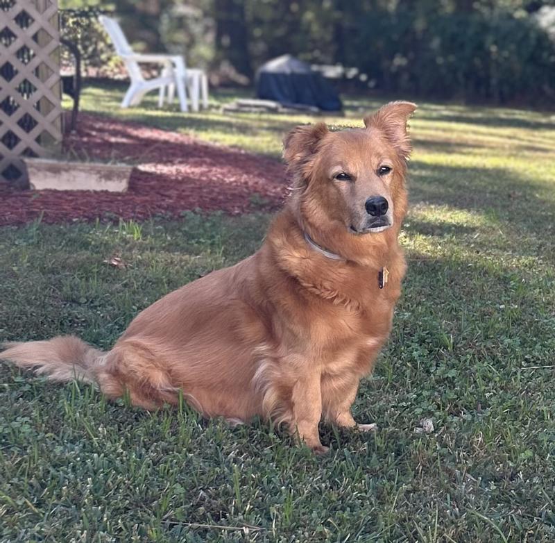 Ginger dog in the back yard