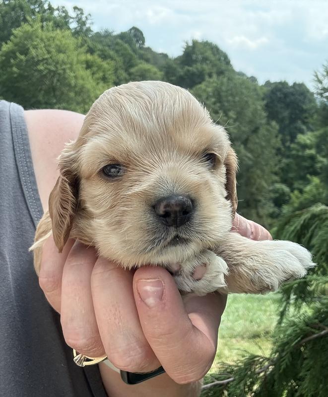 Perfect size for a small puppy!