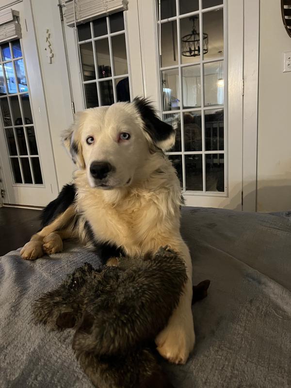 SMARTBONES Twist Sticks Water Buffalo Dog Treats, 50 count