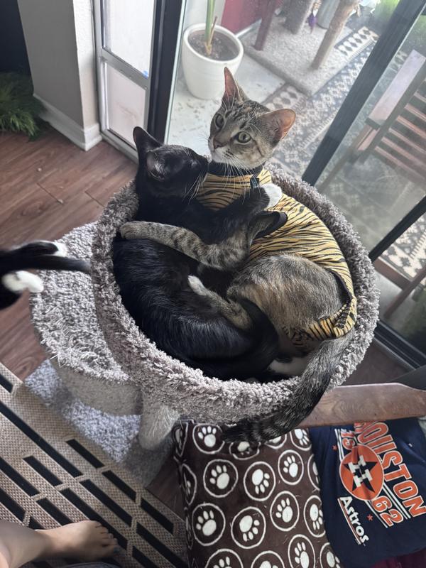 Lucy and her 3 mo old kitten. He's a big boy 😹