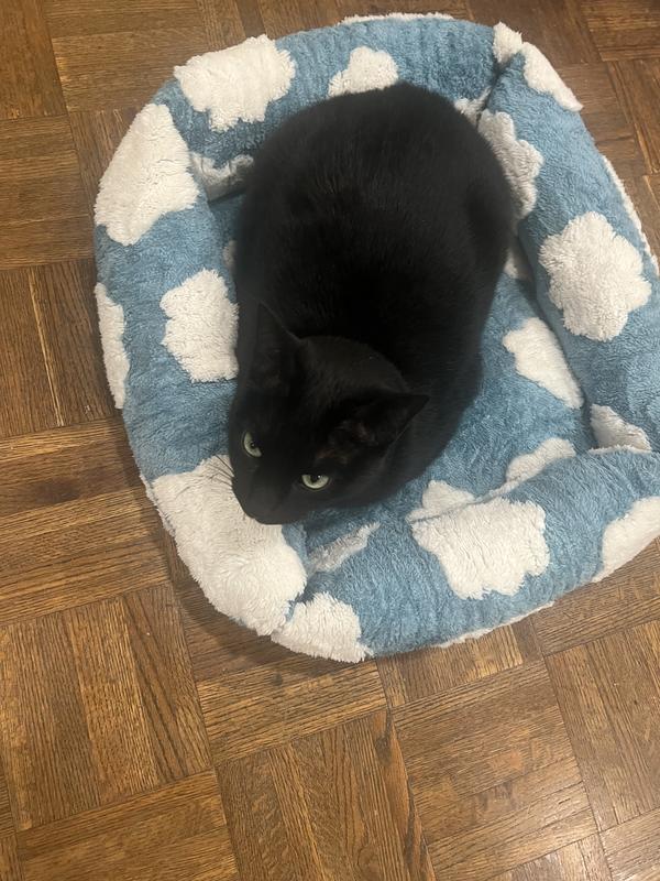 Cat (or mini dog) sized