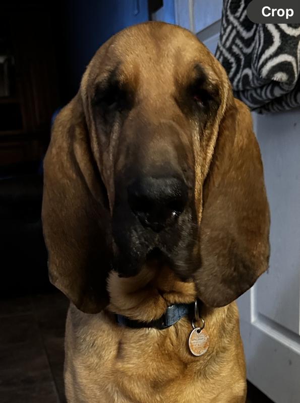Miserable Frank