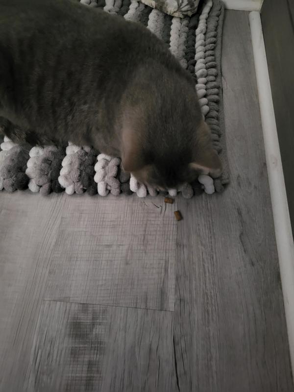 Third cat...still was anxious at the vets.