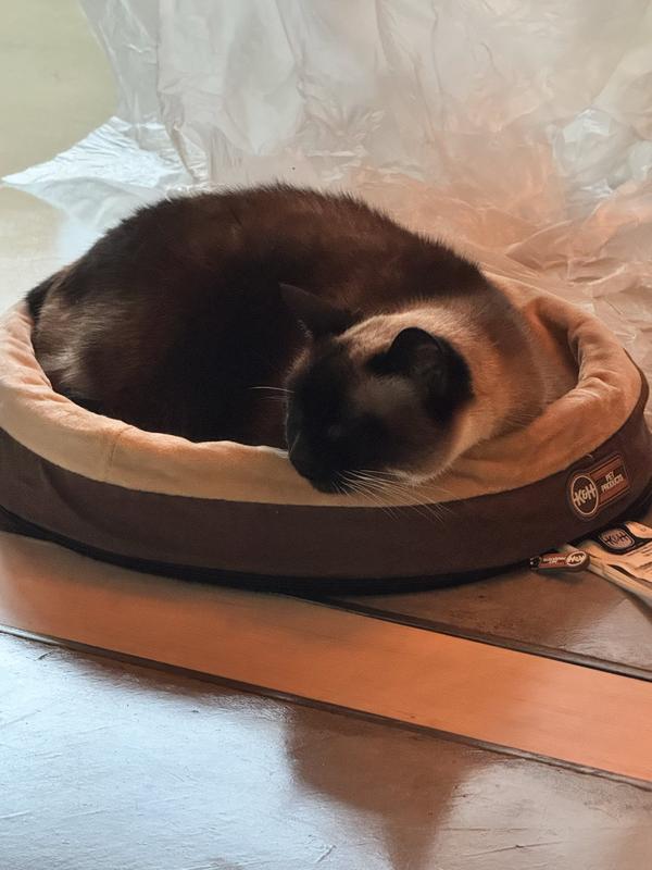 Cat sleeping in heated cat bed