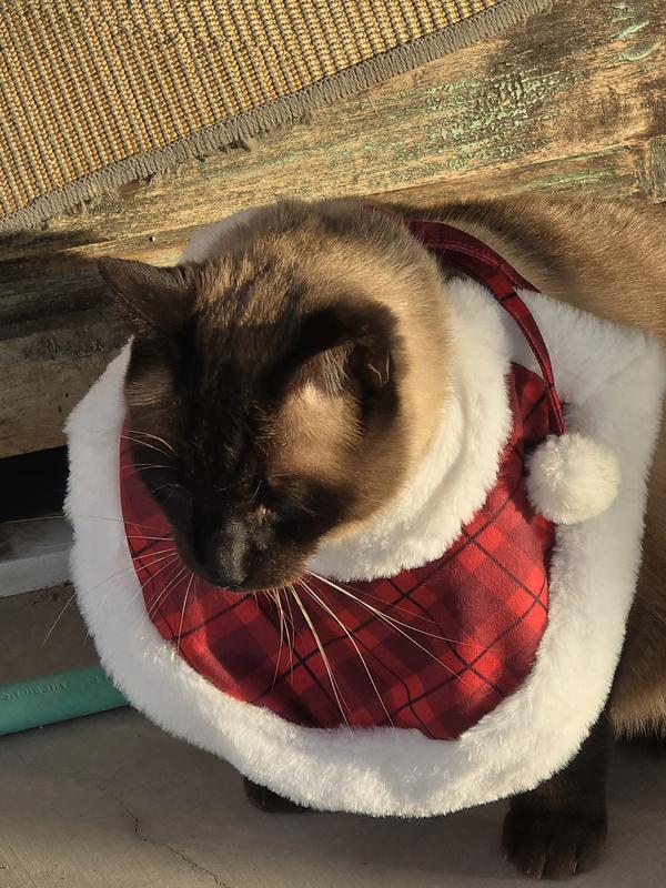 Ra Christmas Day! Happy and Healthy Thank you Purebites!