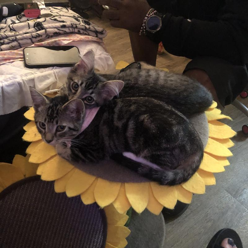 Michi & Mischka lounging.