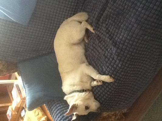 Jake, the couch potato! But he always enjoys a nice long walk.