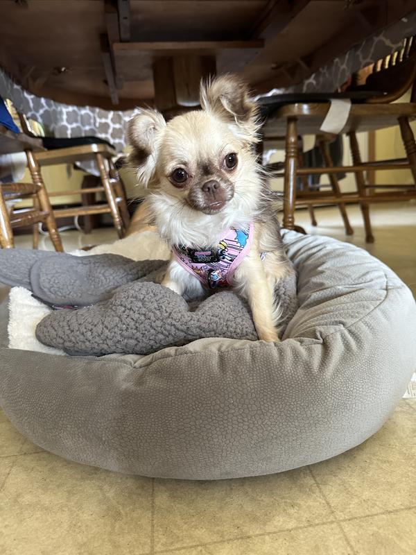 Sassy Woof Powerpuff Girls Dog Harness, Pink