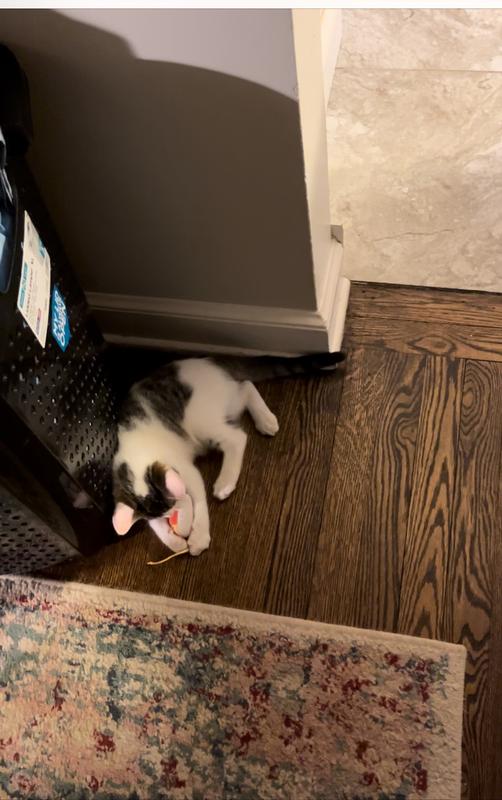 Loving this toy!