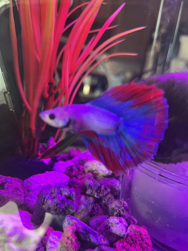 Jaws enjoying his home.