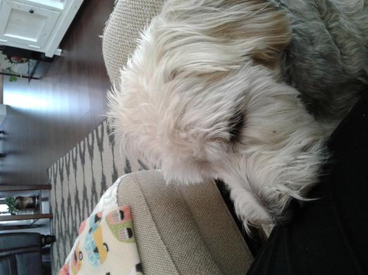 Zoey in a very sleepy state.