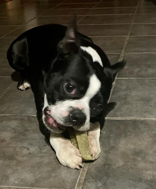 Mochi enjoying her turn