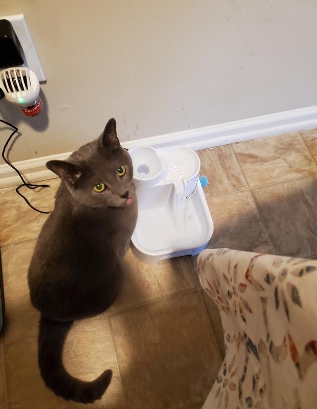 Rocket loves his Feliway and his new water fountain!