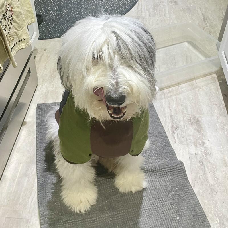 My dog licking his lips after eating treats