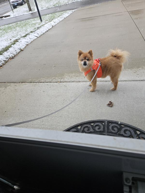 Adorable but spoiled rotten!