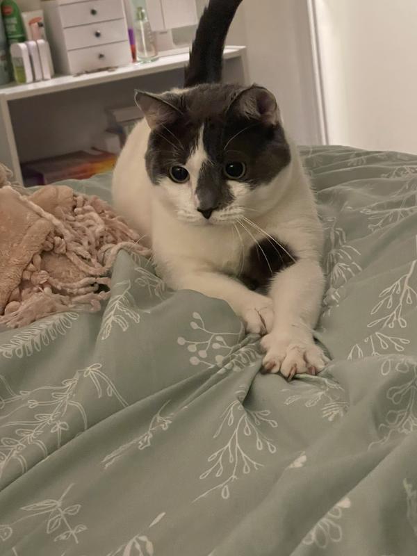 COMFORT ZONE MultiCat Calming Diffuser Home Kit for Cats, 3 Diffusers, 6 Refills