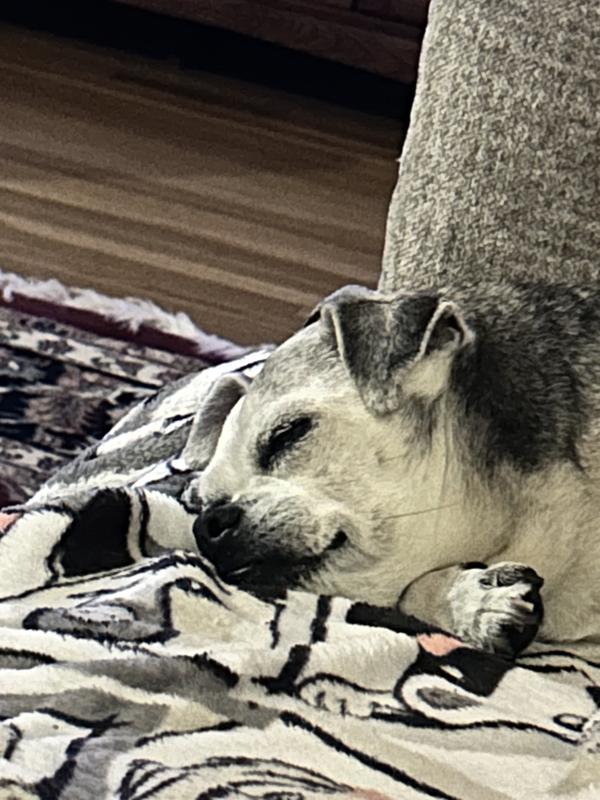 Roxanne was patiently waiting for her Pet Plate! 🤣