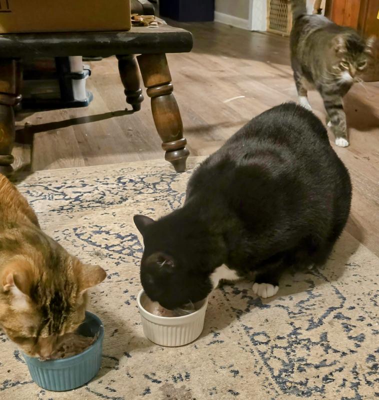 Clyde came to get in on the action