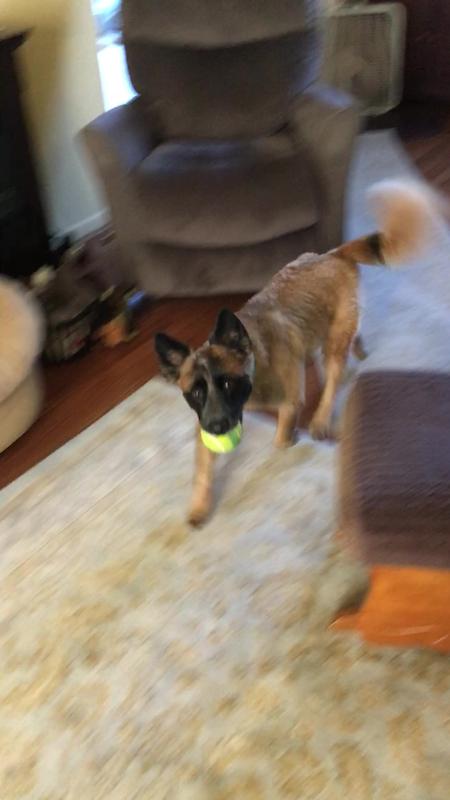 Returning with ball for another throw.