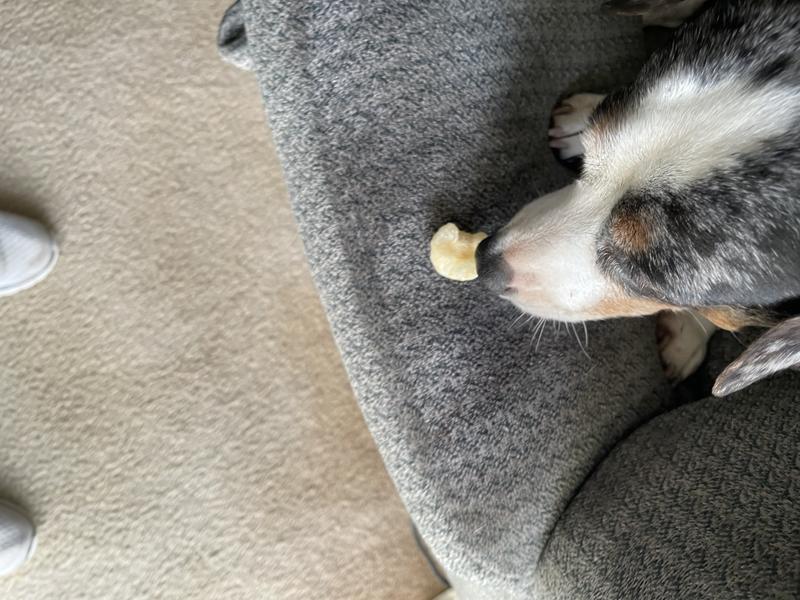 Mabel was fascinated by the shape!