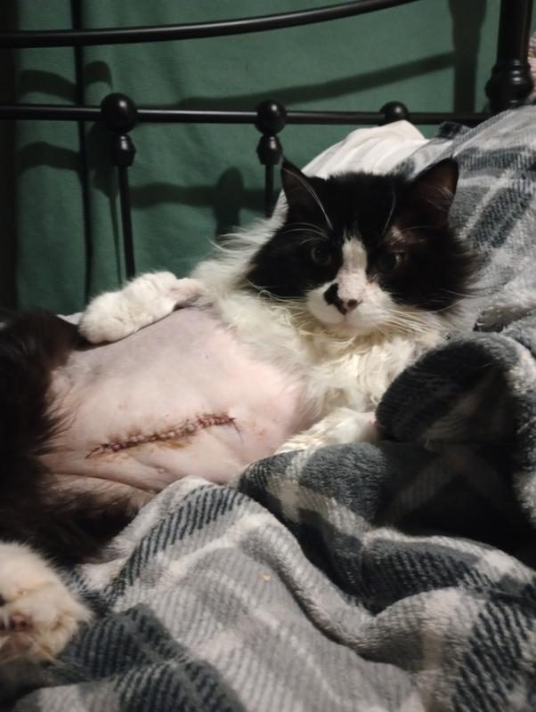 Tyson after surgery.