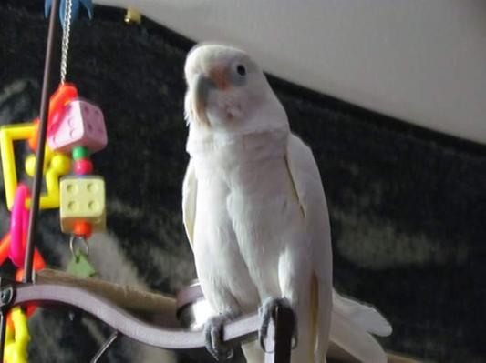 His favorite place to sit