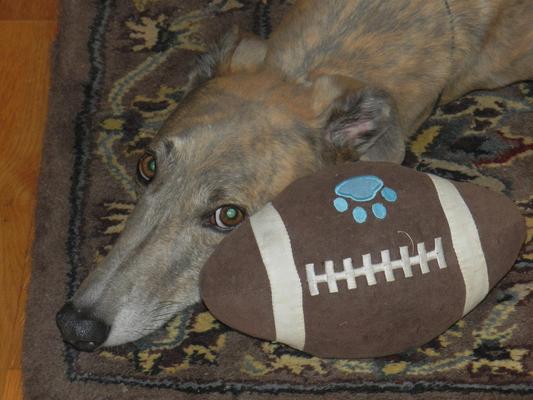 Happy Greyhound!