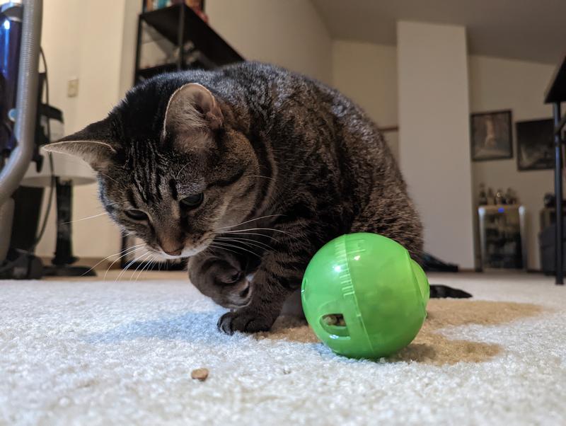 Slim Cat Feeder Ball - LA's Dog Trainer