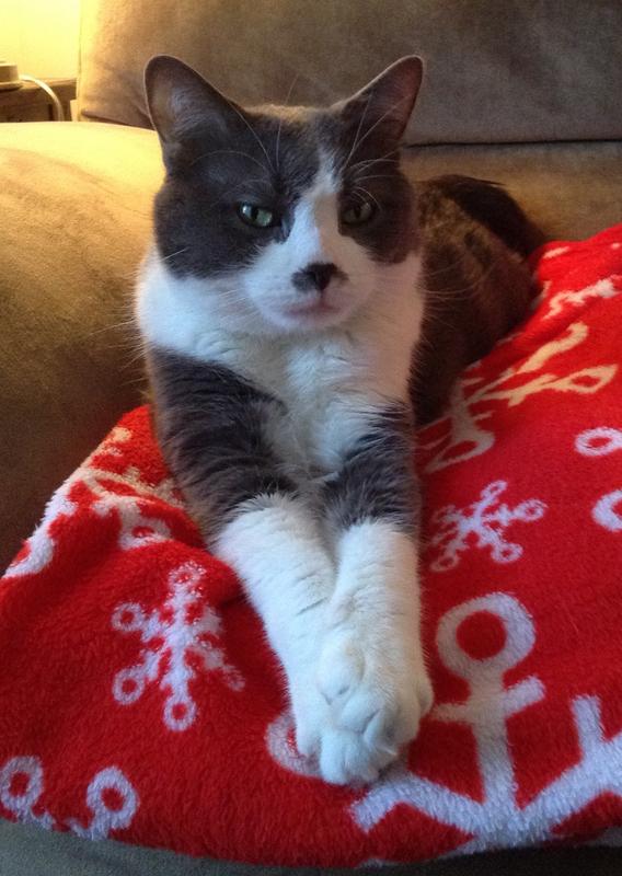 The very buff Sam, who lived on the streets for three years before we took him in. He lived another 10.