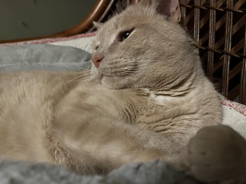 PohGoh is giving this Four Paws!