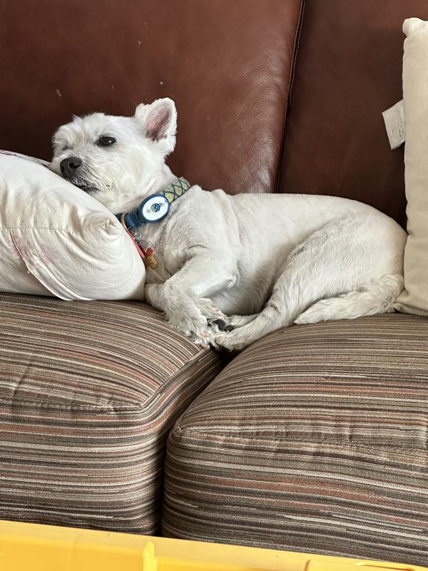 He’s up on his favorite spot today.