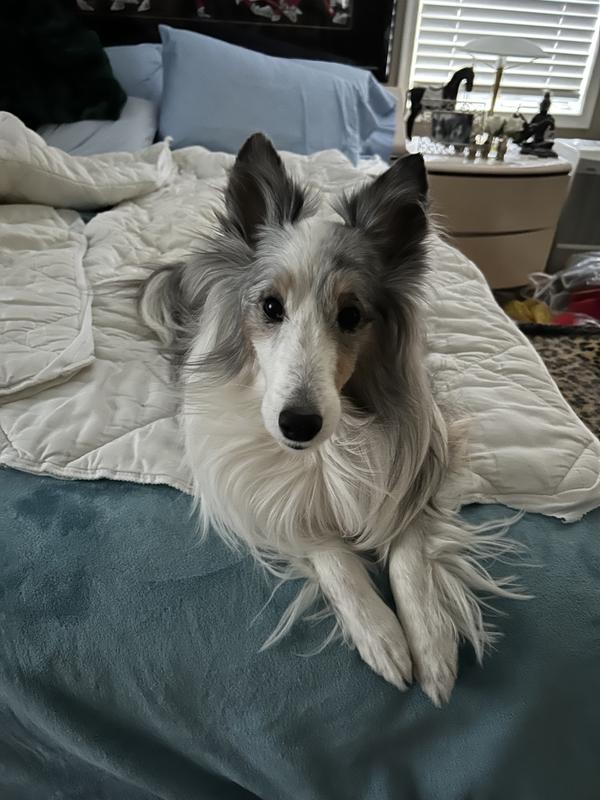 My beautiful sheltie