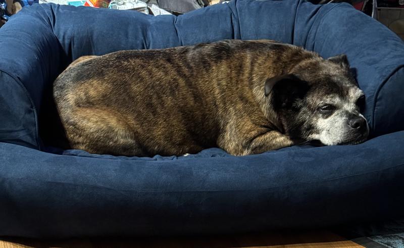 Our 68lb beloved Staffordshire Maggie. She went right to her sofa the second it was assembled-very unlike her. Now we can’t get her out of it. Also, we ordered a large and she has plenty of room.