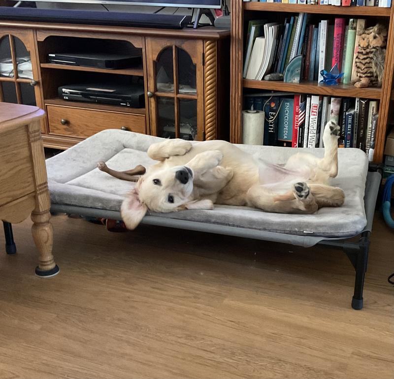 K&H PET PRODUCTS Coolin' Pet Cot Elevated Pet Bed, Large